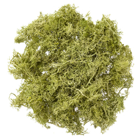 Light green moss 30g